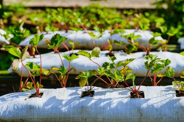 AgriGrowTech